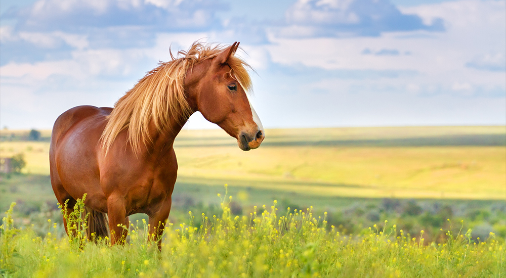 News OPSIS Liquidline Advances Protein Quality In Horse Feed 1000X550pxl