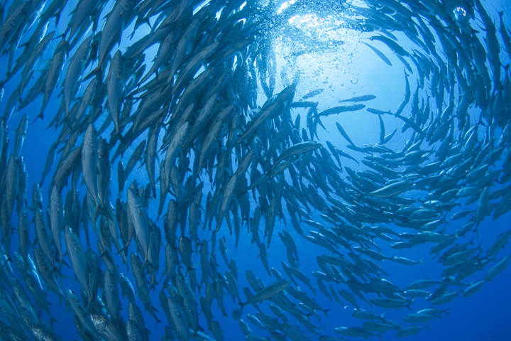 Blog Why Measuring Protein In Aquaculture And Fisheries 720X480pxl