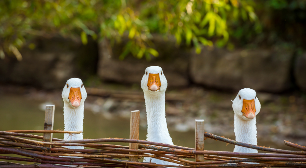 News OPSIS Liquidline Study On Improving Goose Meat Quality